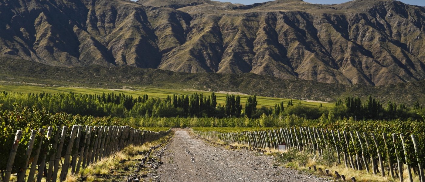 Vineyards Mendoza - Wine Paths